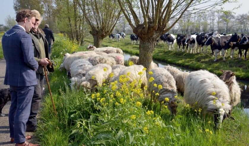 De schapen, herder Huug Hagoort en&nbsp;burgemeester Pieter Verhoeve worden bekeken door nieuwsgierige koeien. (Tekst en foto: Paul van den Dungen)  