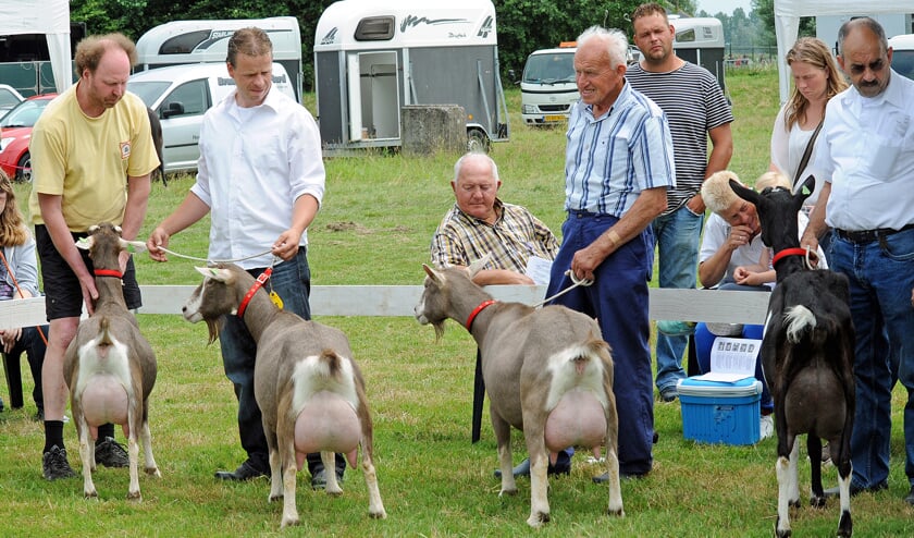 • De keuring van het algemeen uierkampioenschap. foto: Peter Verbeek
