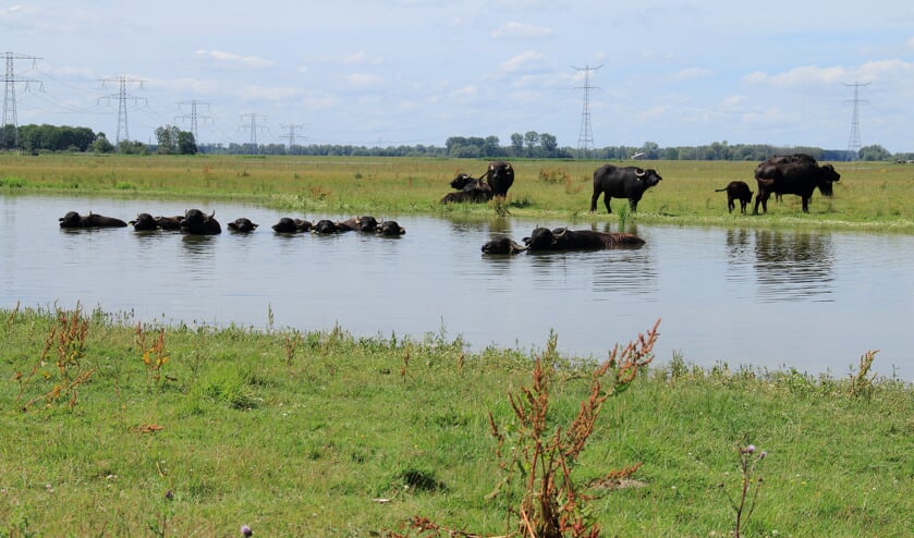 <p>Beeld uit de Noordwaard.</p>