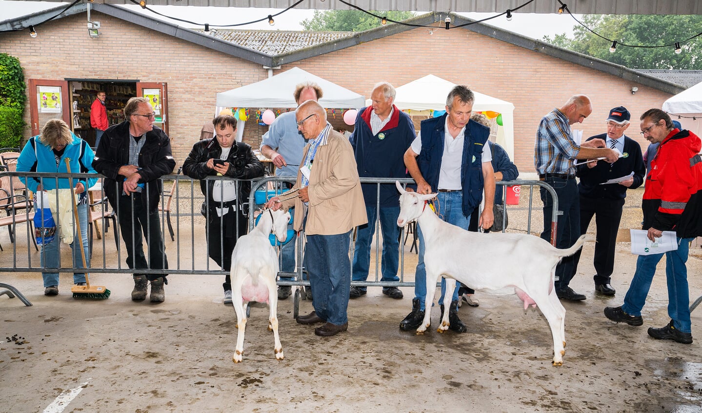 Jaarlijkse geitenkeuring van Geitenfokvereniging Neerijnen en Omstreken