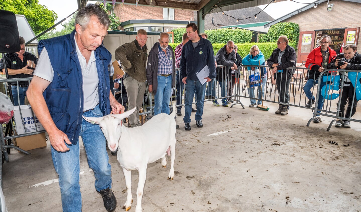 Jaarlijkse geitenkeuring van Geitenfokvereniging Neerijnen en Omstreken