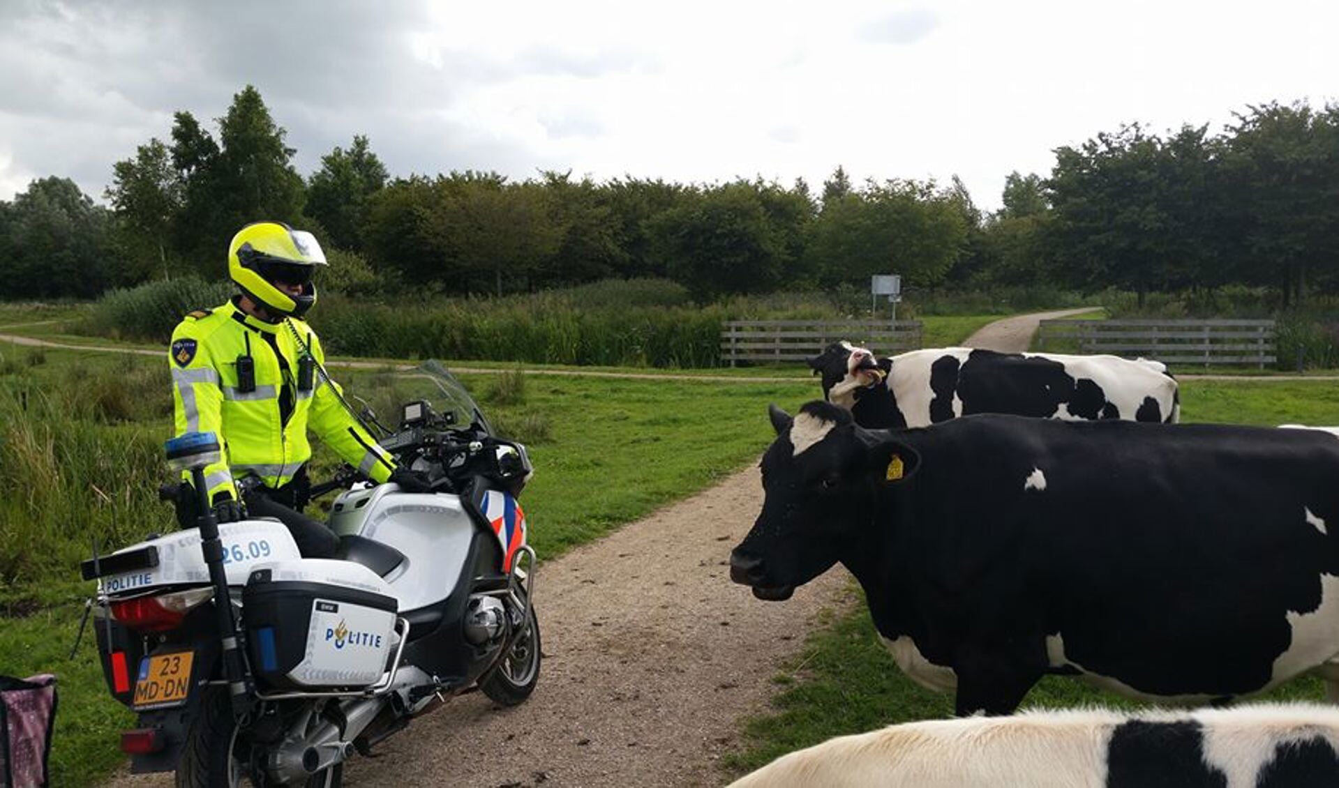 • De politie hielp de boswachter om de koe weer op de juiste plek te brengen.