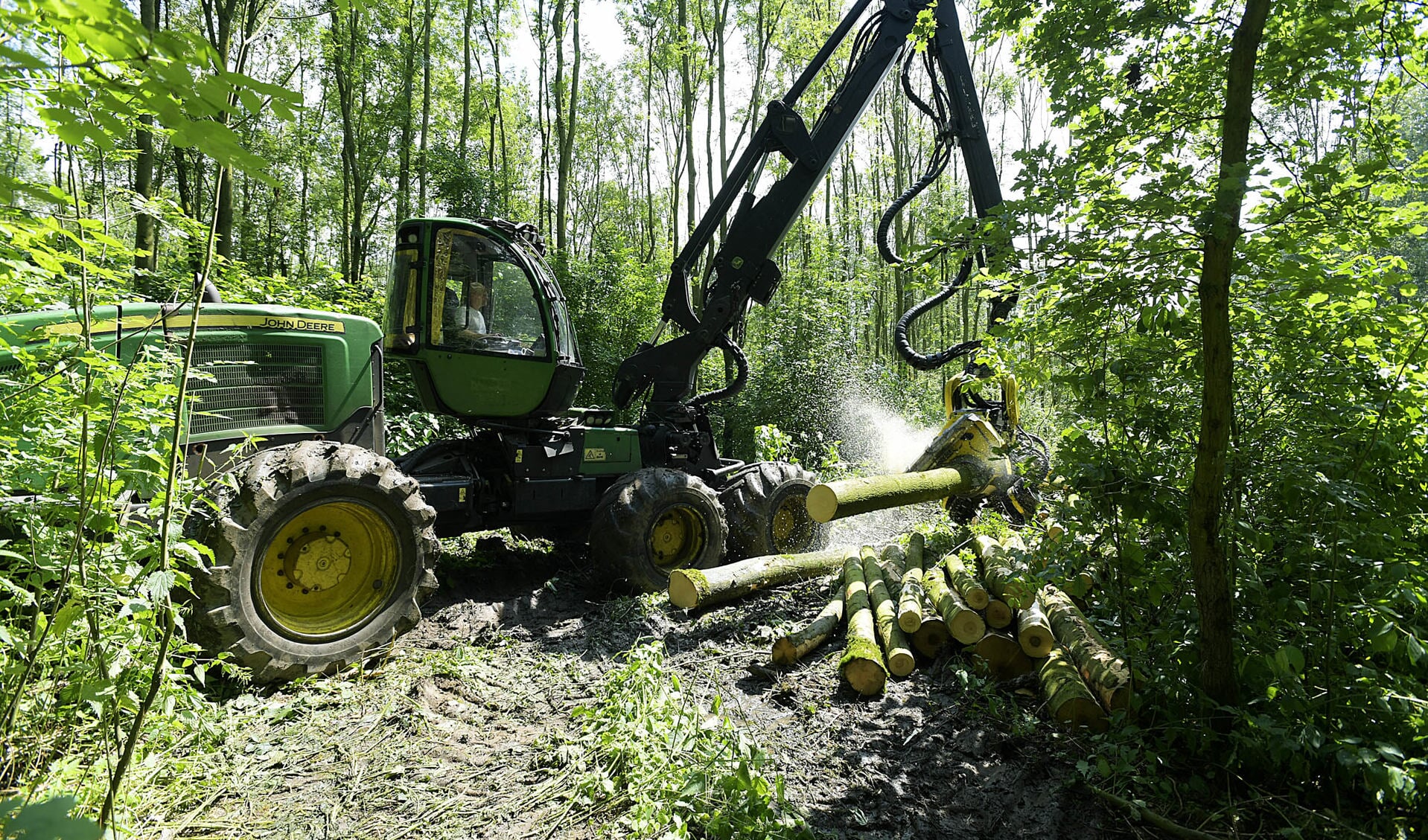 • Staatsbosbeheer ziet zich genoodzaakt de zieke bomen te verwijderen.