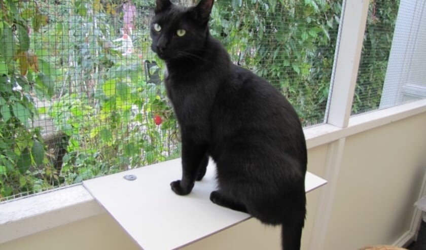 Ex-kater Bob van Dierenopvangcentrum Krimpen aan den IJssel zoekt een baasje waarbij hij op onderzoek uit kan gaan.
