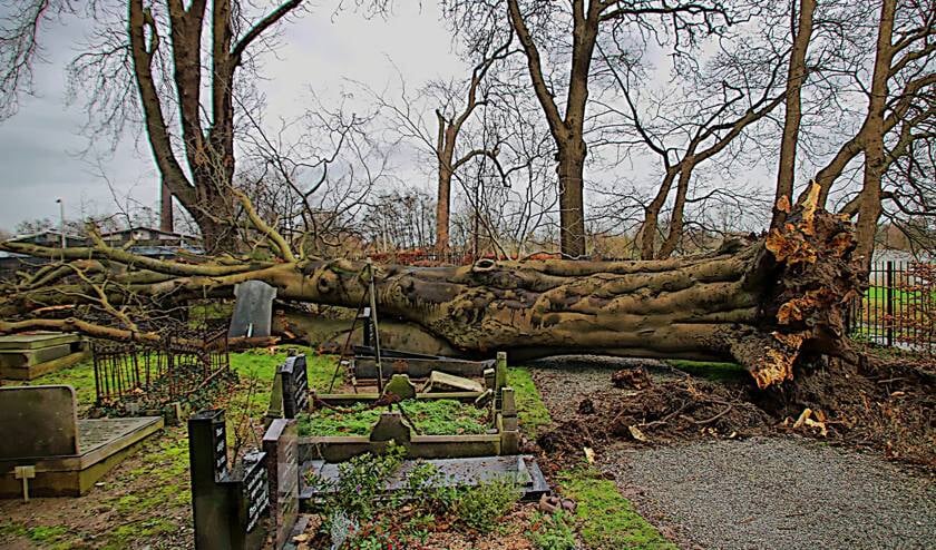 • Boom omgewaaid op begraafplaats in Schoonhoven.