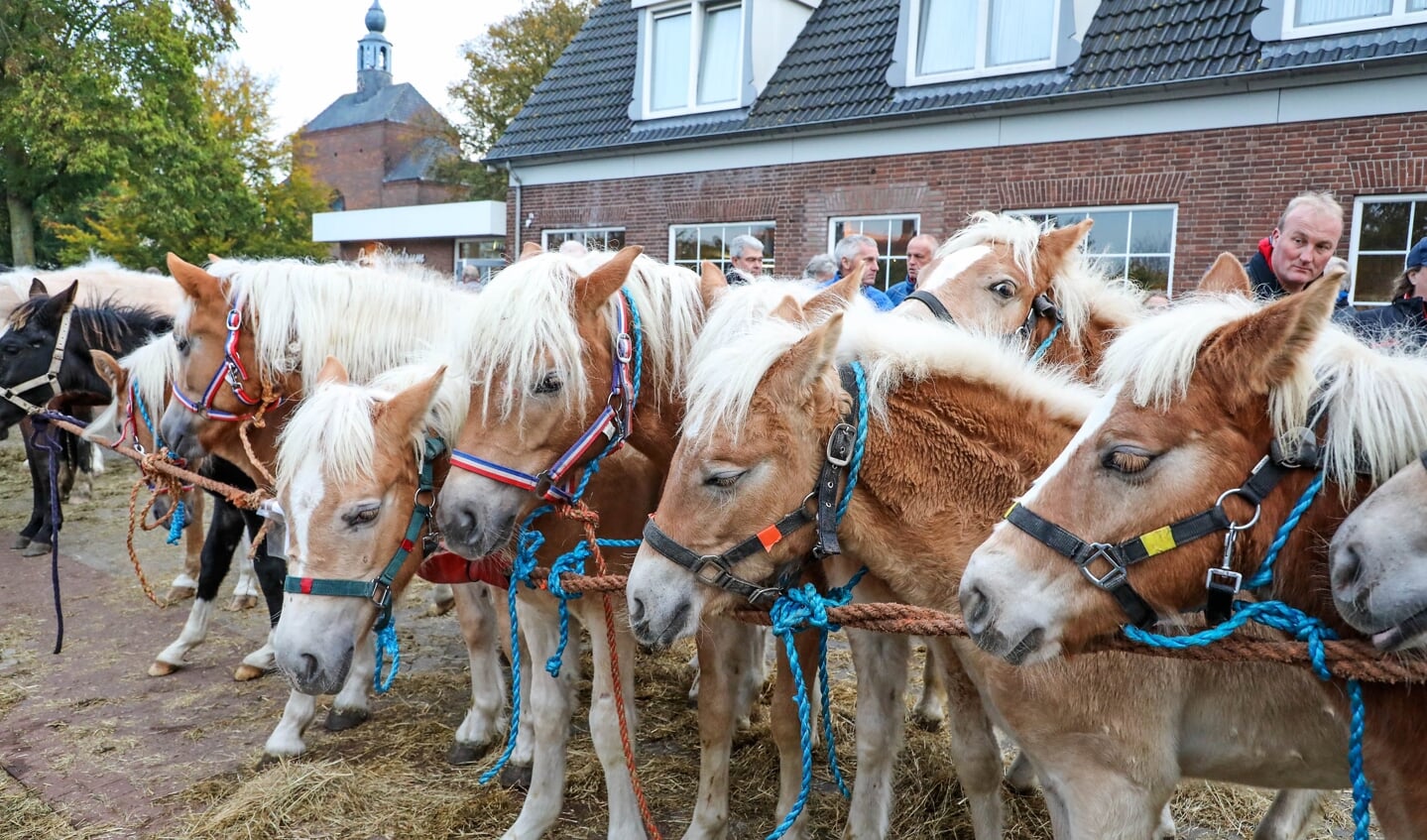 Hedelse Paardenmarkt