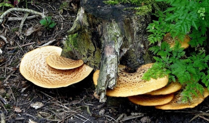 Een zadelzwam in het Schollebos.
