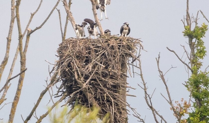 • Visarendfamilie in de Noordwaard, een overloopgebied van de Biesbosch.
