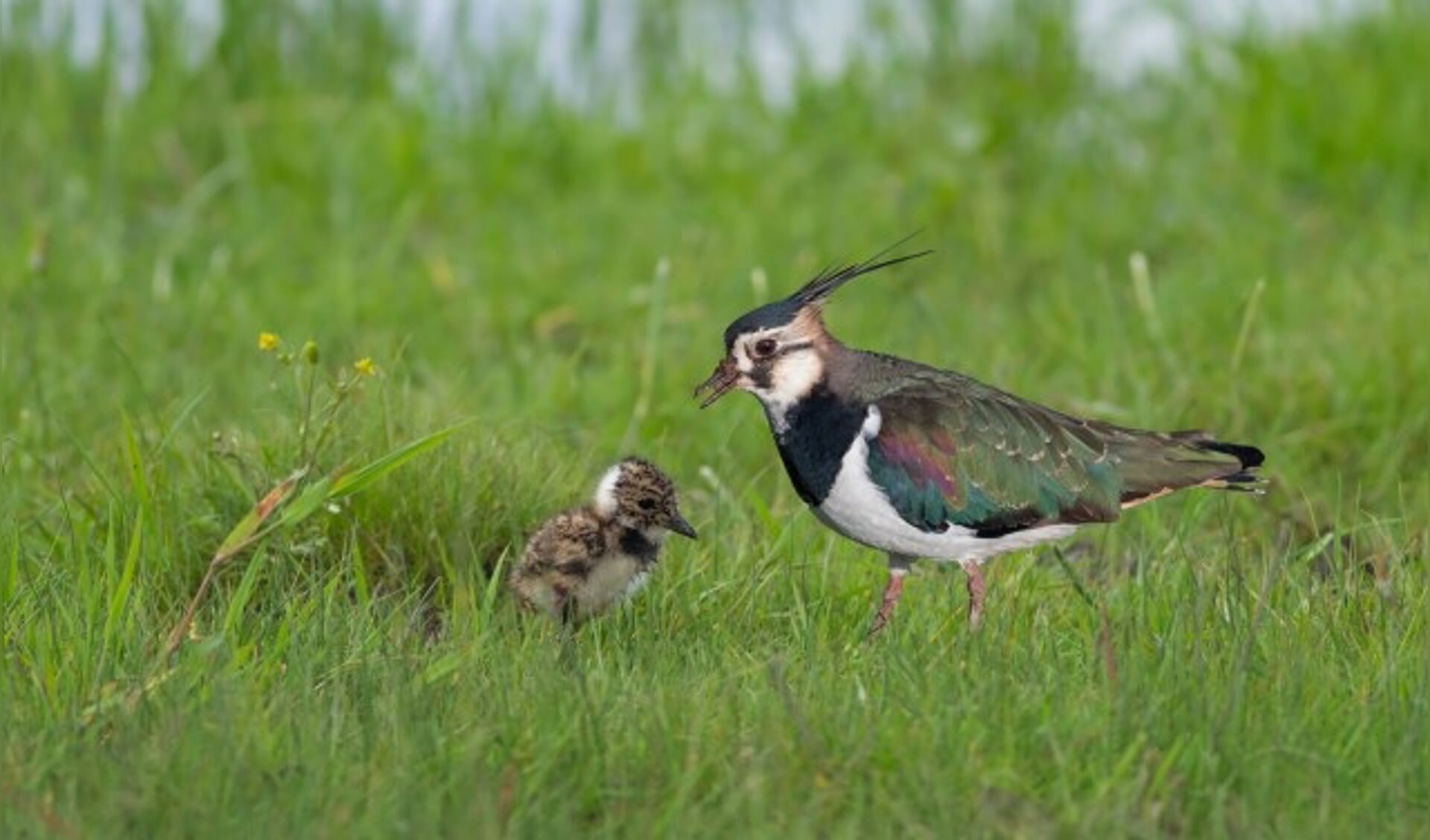 Een kievit met een 'pul'. Doorgaans leggen weidevogels vier eieren die hopelijk allemaal uitkomen. (Foto: Landschap Erfgoed Utrecht)