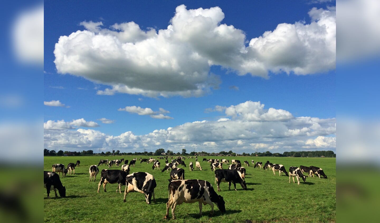 • De koe als plattelandsicoon staat centraal bij het Cultureel Festival Molenwaard.