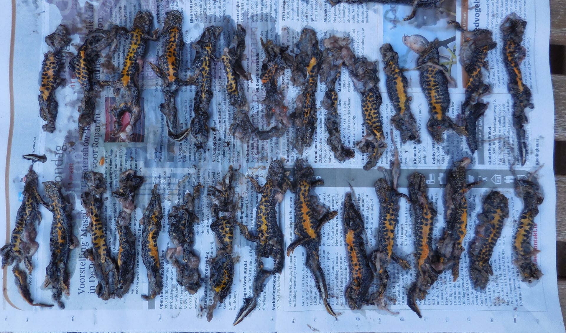 • Een trieste aanblik: 32 doodgereden kamsalamanders.