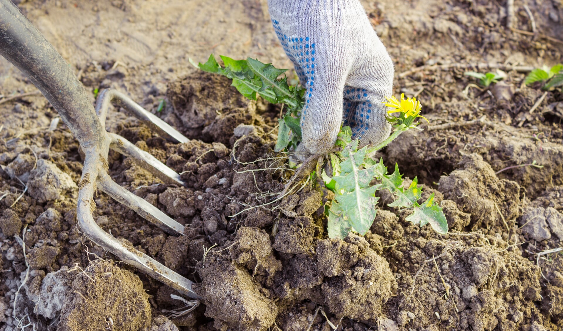 • Capellenaren vragen onder meer hulp bij tuinieren.