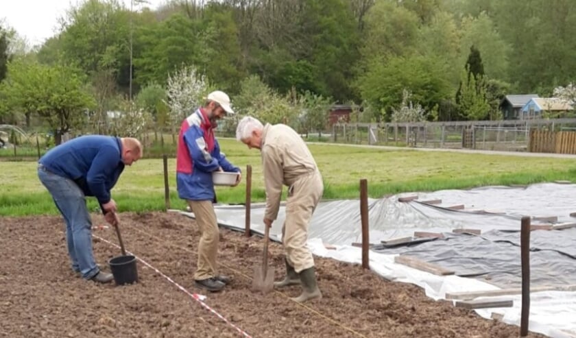 poten van aardappelen