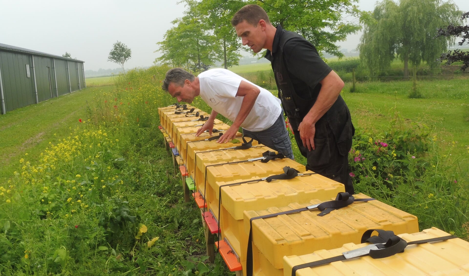Bas de Peuter controleert de bijenkasten op zijn bedrijf, rechts Michel van der Werff.