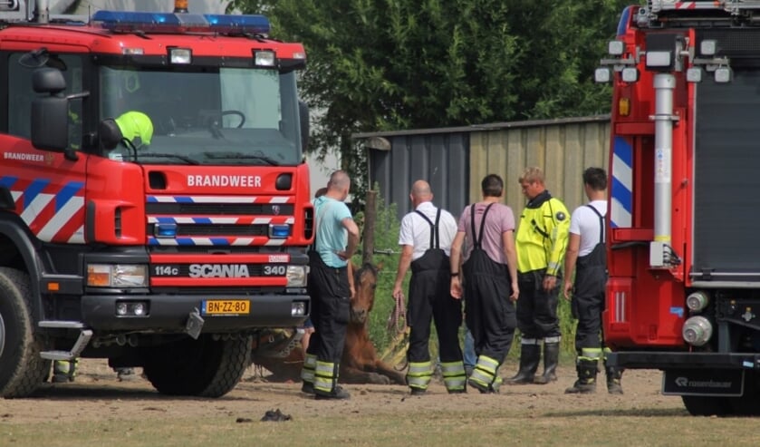 Brandweer Redt Paard Uit De Sloot | Al Het Nieuws Uit Tiel