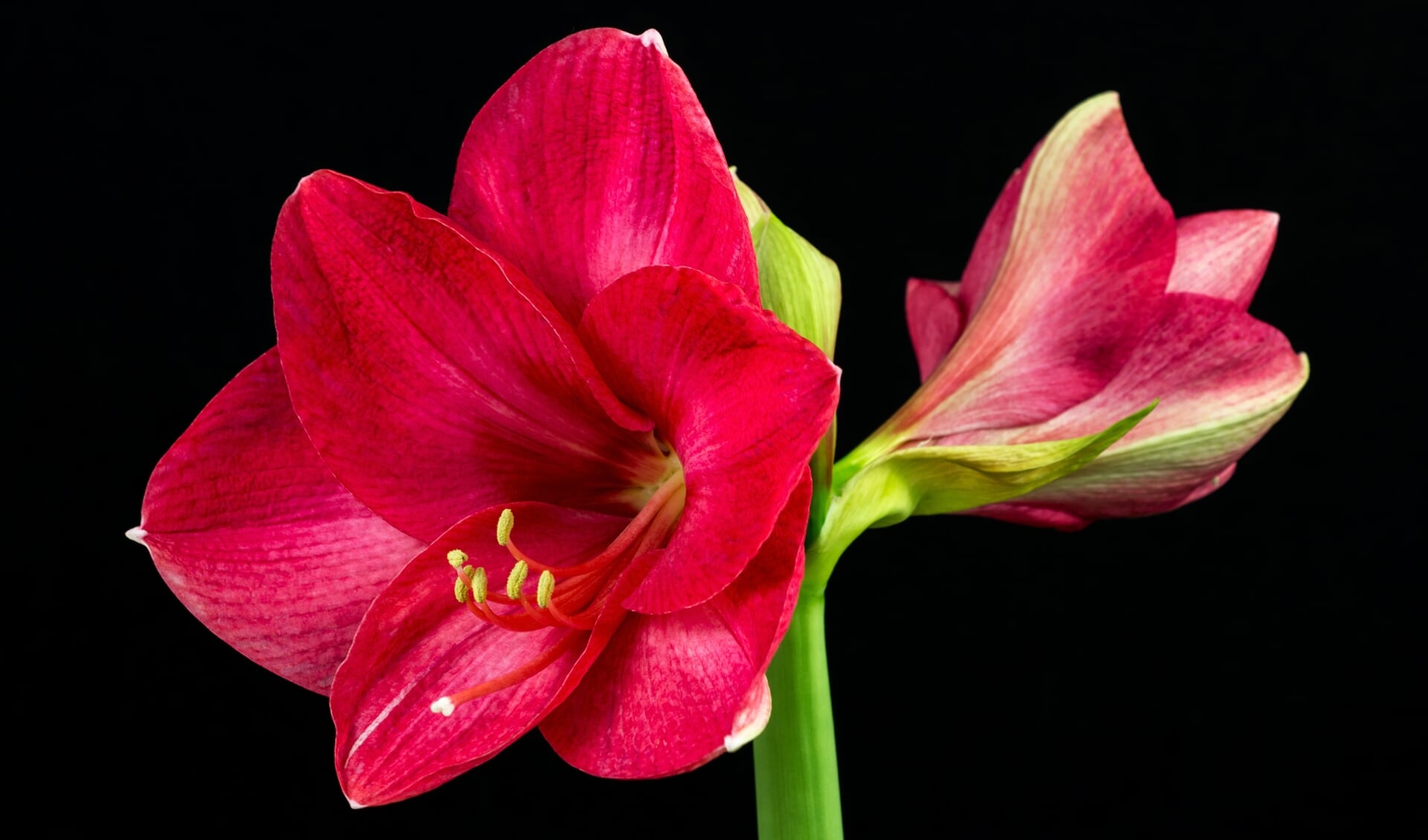 Close-up of pink amaryllis flower. Zen in the art of flowers. Macro photography of nature.