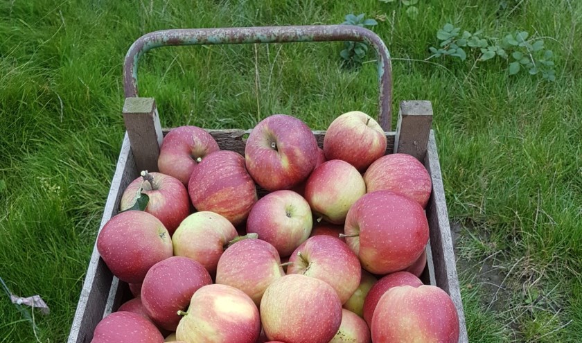 • Mooie rode appels zijn nog te vinden achterin de boomgaard.