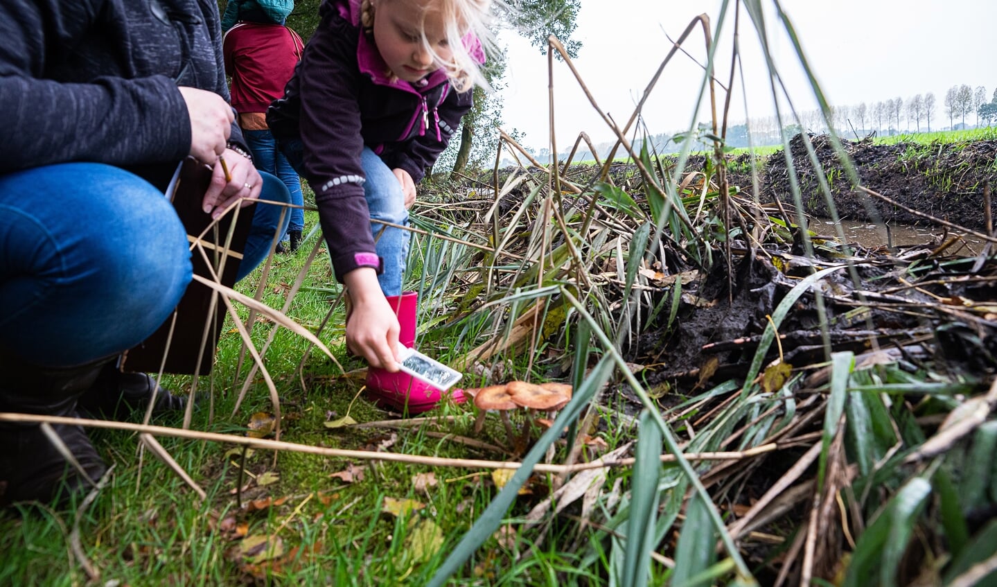 Herfstactiviteit over paddenstoelen in de Schaapskooi Schoonrewoerd