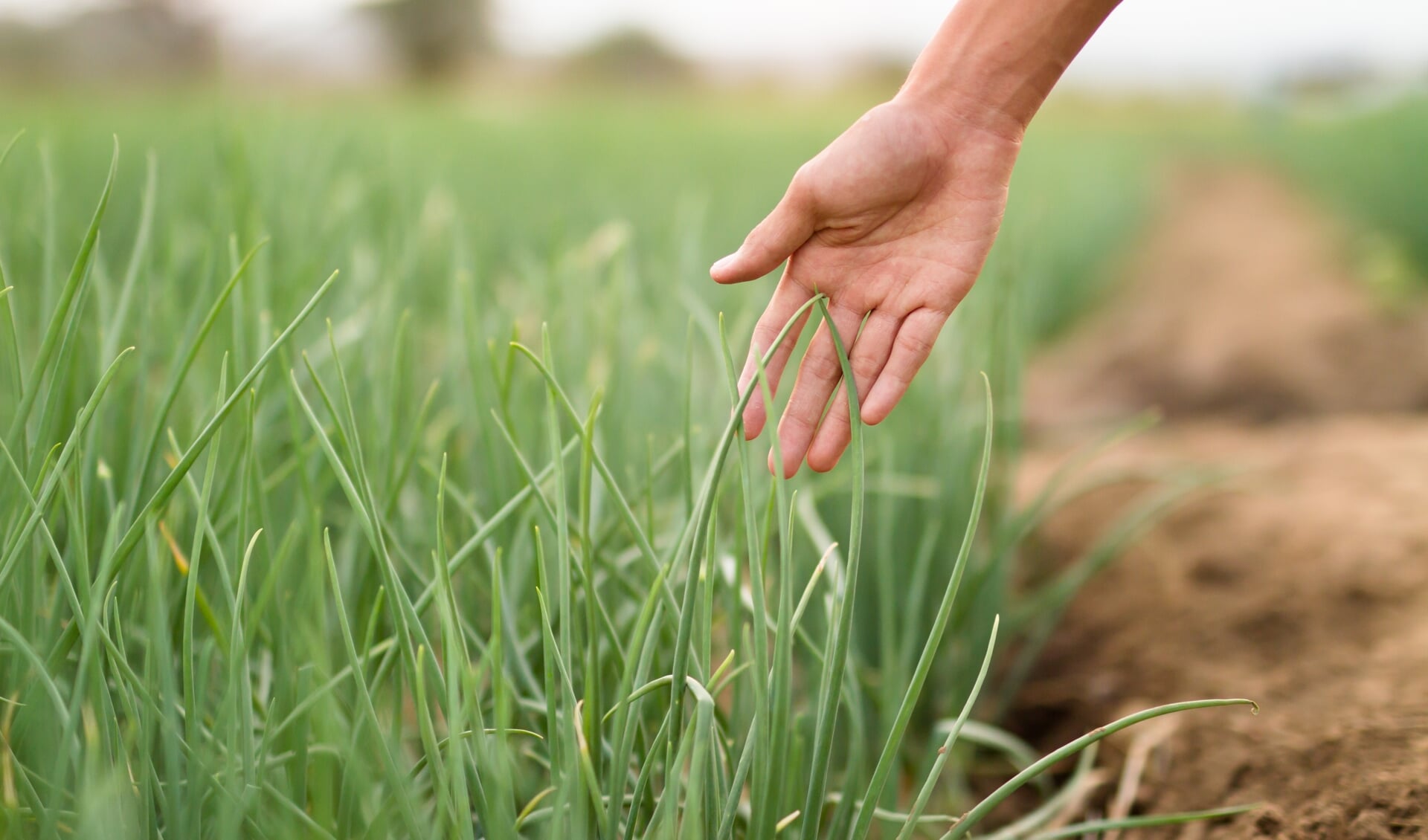 • Smit doet aanbevelingen om de landbouw efficiënter en duurzamer te maken.