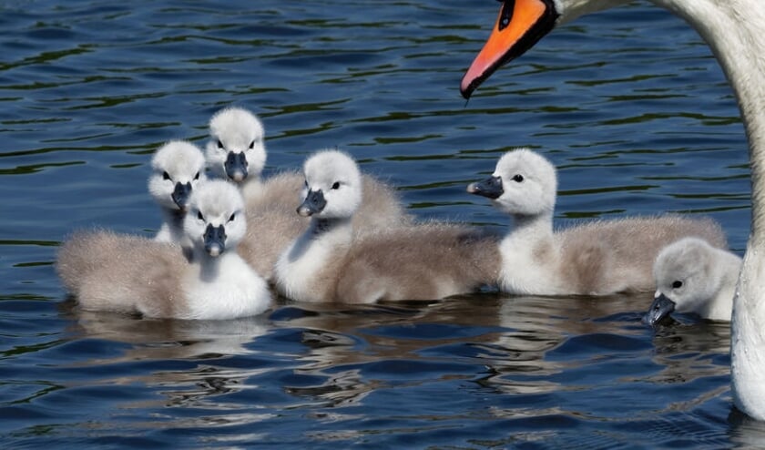• Zwaan met jongen.