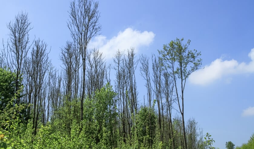 <p>• Eerder zijn de zieke essen in het Loetbos gekapt. </p>