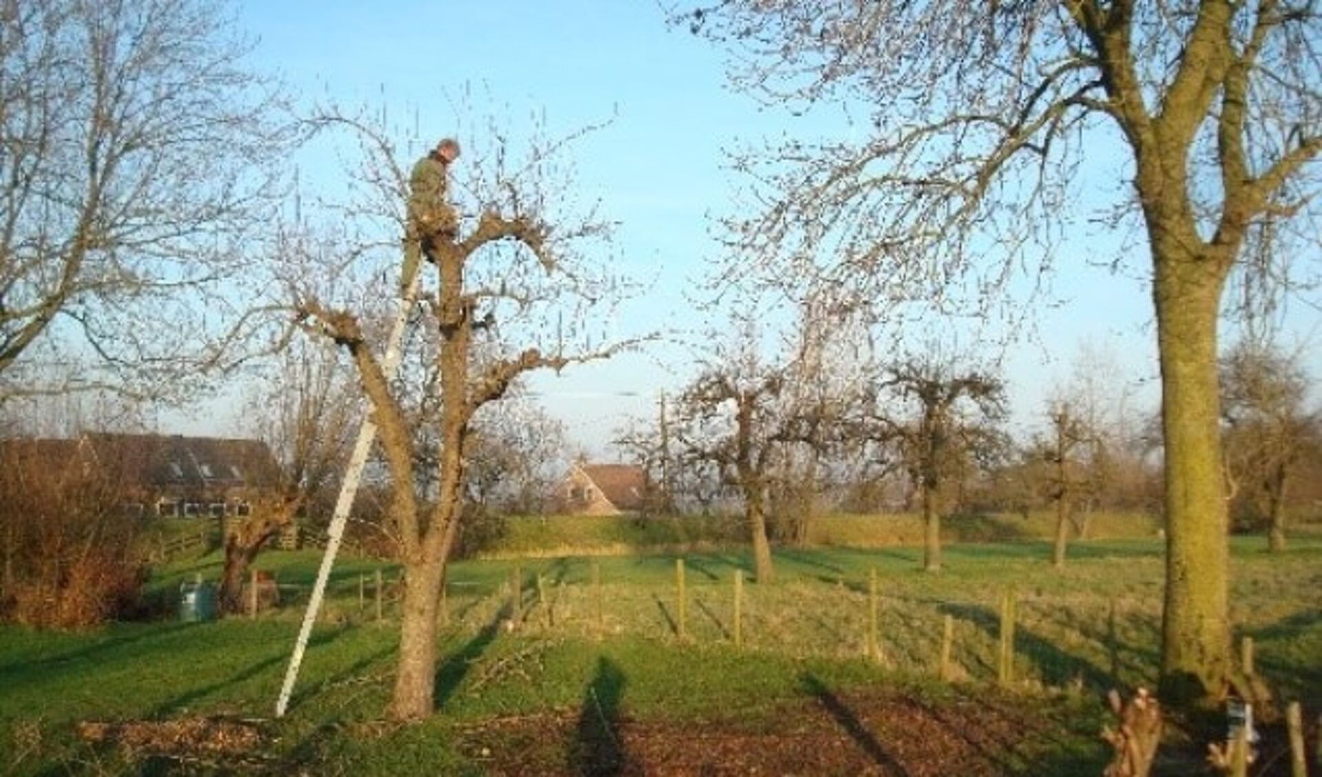 De in 2016 opgerichte Hoogstambrigade Utrechtse Waarden kan nog wel wat helpende handen gebruiken om teloorgegane boomgaarden op te knappen. (Ingezonden foto)