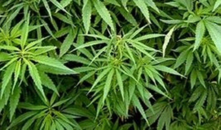 Wietplant