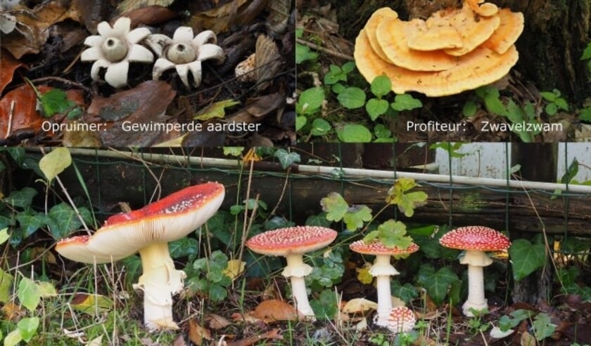 Drie verschillende paddenstoelen die je tegen kunt komen in deze tijd van het jaar.  