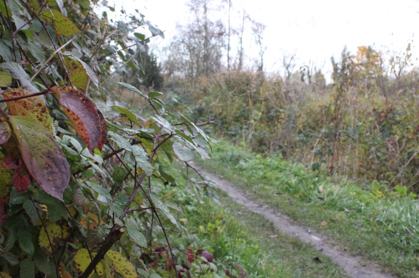 • Natuurwacht Bommelerwaard wil graag dat deze natuur behouden blijft. Er zijn kleine huizen gepland.