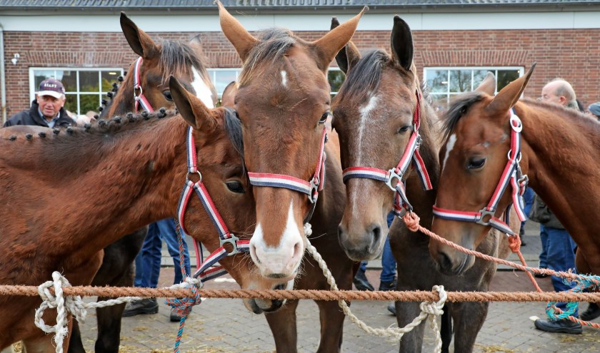 • Paardenmarkt: mooie traditie of dierenleed?