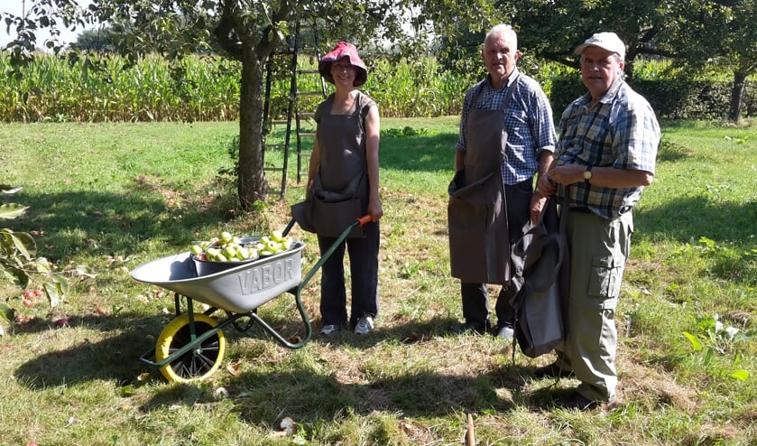 • Vrijwilligers plukken appels in een hoogstamboomgaard.