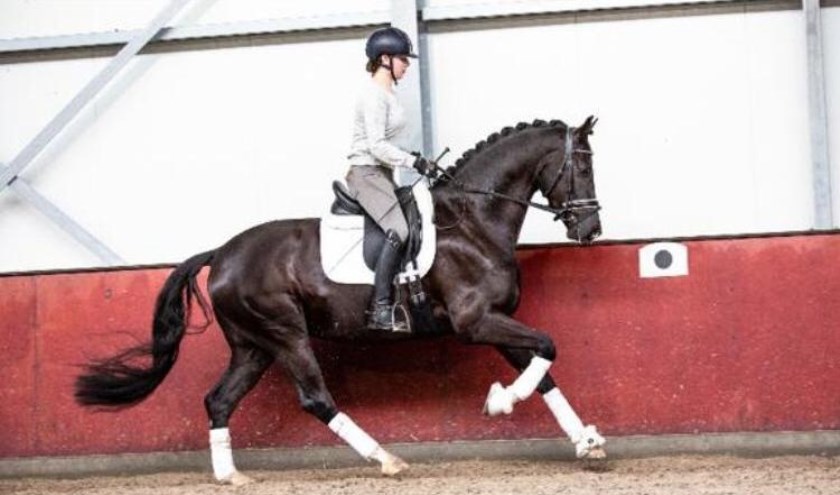 • Lotte van Mook in actie met Jackson M.
