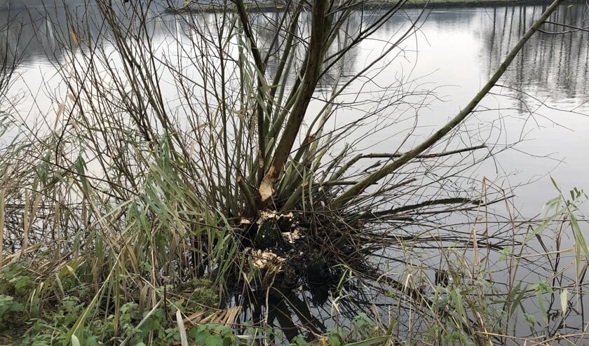 • Knaagsporen van een bever in de Slingelandse Plassen.