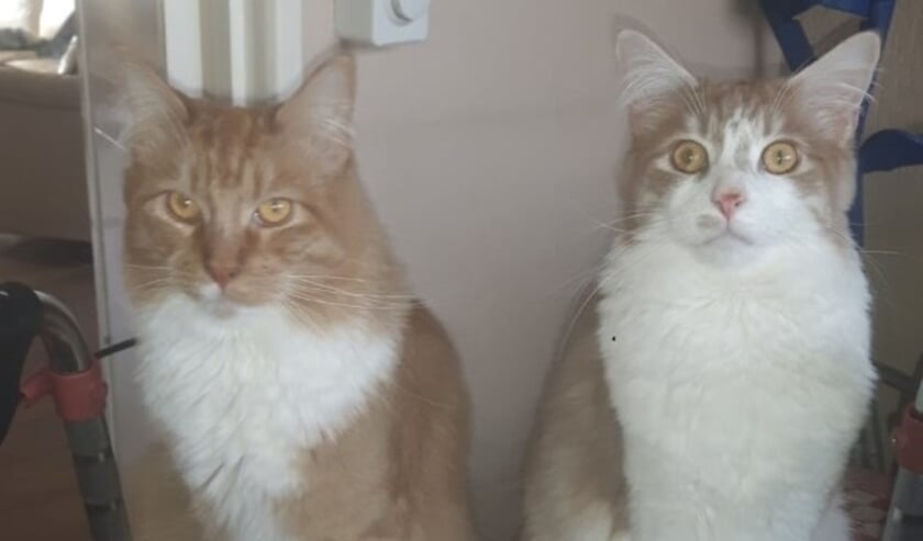 Maine Coons Sam en Moos. Carla: "Die rauzen soms door het hele huis. En laten zich graag op mijn rollator door het huis rijden!"