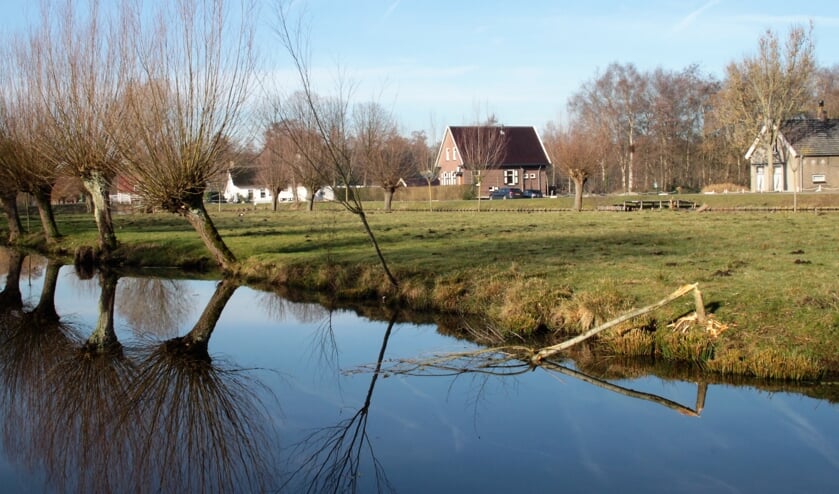 • Het omgeknaagde wilgenboompje bij het kanocentrum.
