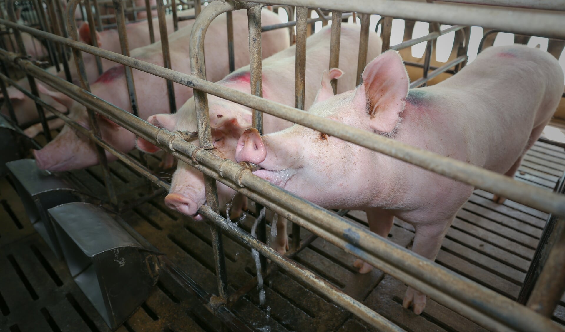 pig eating water in farm