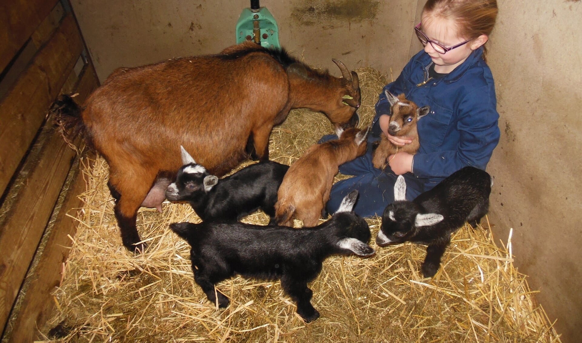 • Jolien den Uyl met de vijf jonge geitjes.