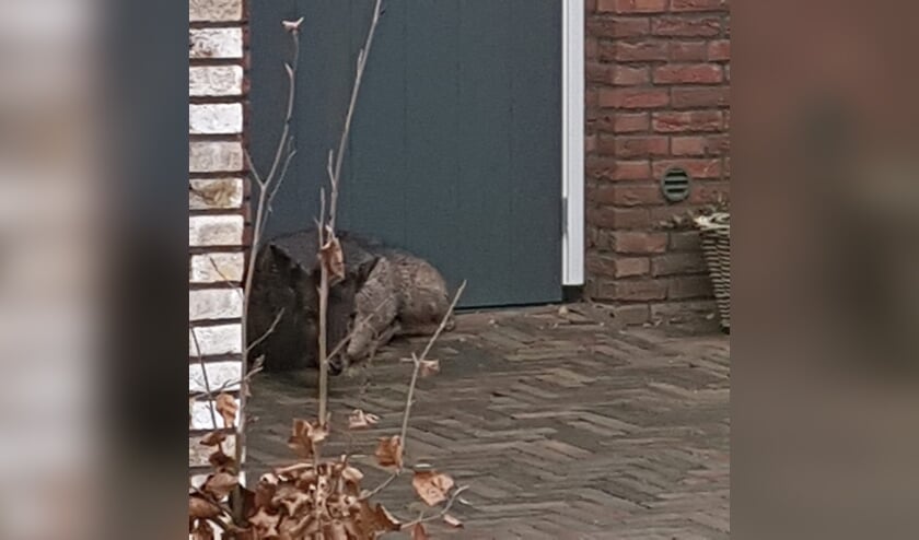 • Na een flinke wandeling ging het hertje voor een deur liggen.