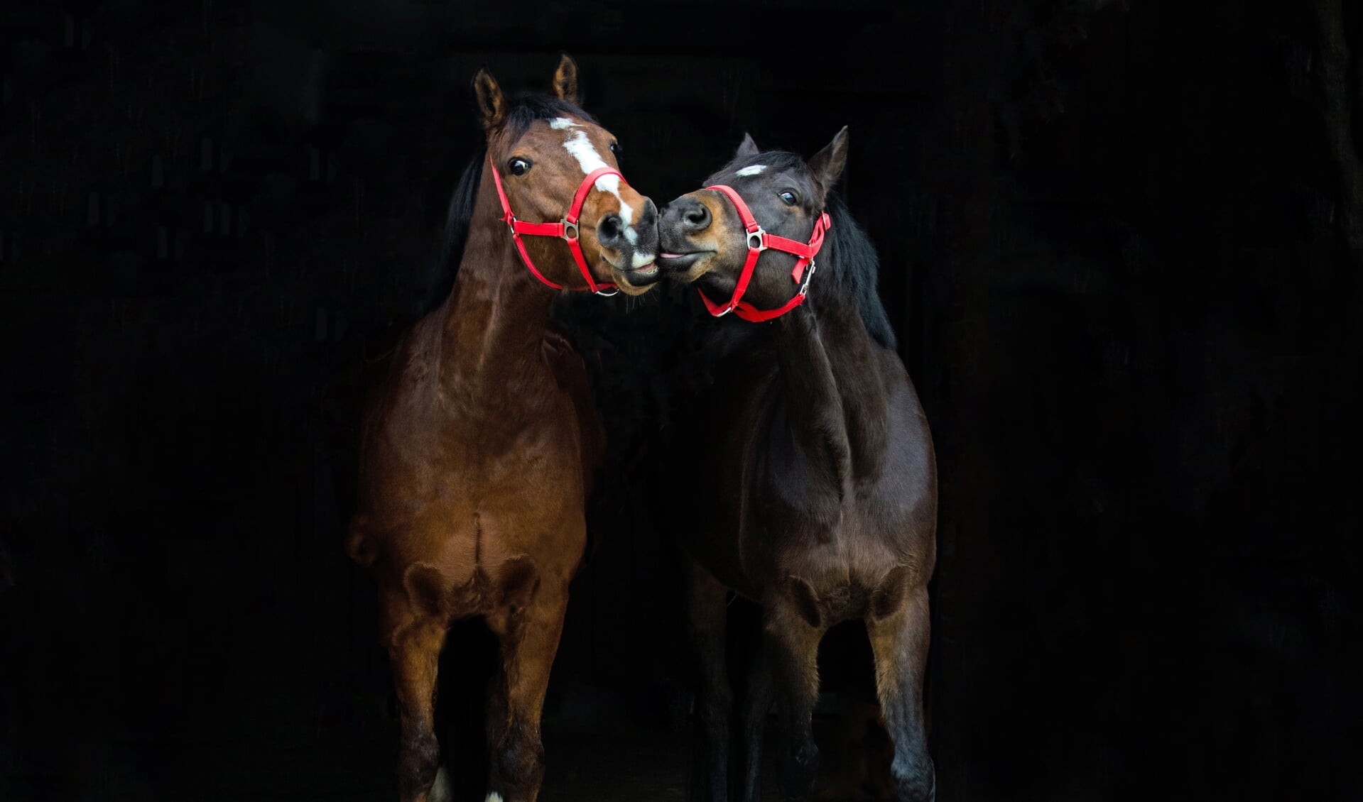 • Feiko en Massie, twee van de manegepony's op De Paardesprong.