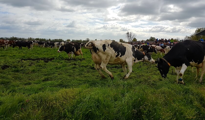 <p>• Een eerdere 'koeiendans' bij Kaasboerderij Schep.</p>