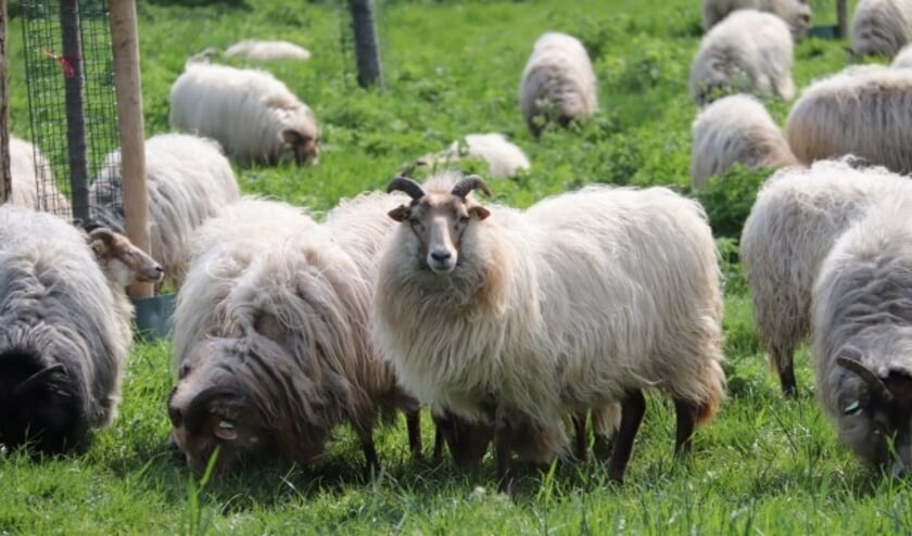 Deze foto maakte Gerda Dolderman toen de schapen nog ongestoord het gras kort konden eten in het Montfoortse park.