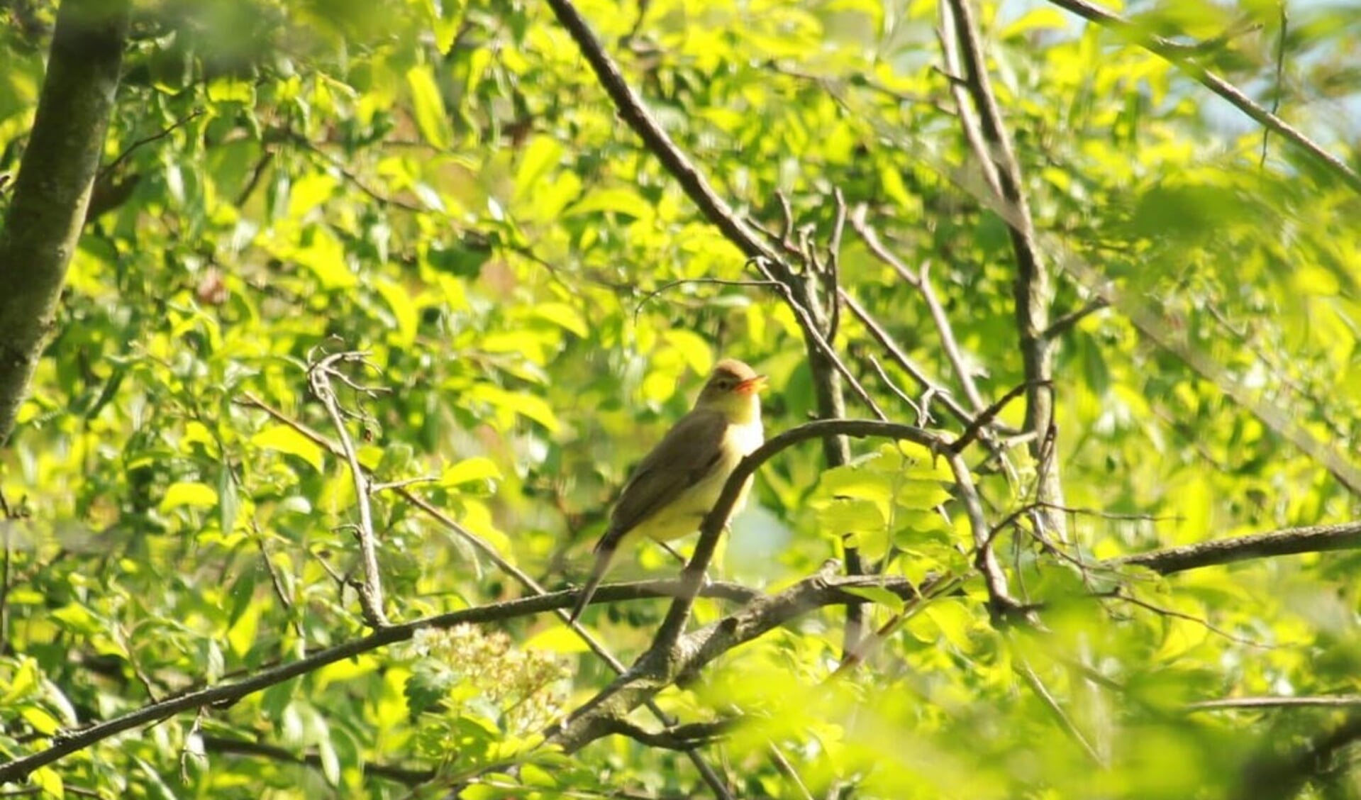 • De orpheusspotvogel in Park Huis te Kinderdijk Alblasserdam.