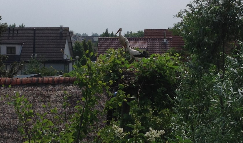 • Het nest aan de Liesveld in Giessenburg.