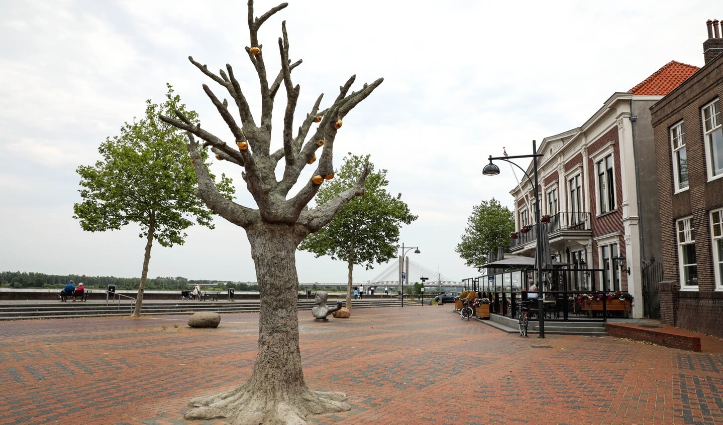 • Op de Waalkade staat tijdelijk deze betonnen boom, gemaakt door Joris Baudoin.