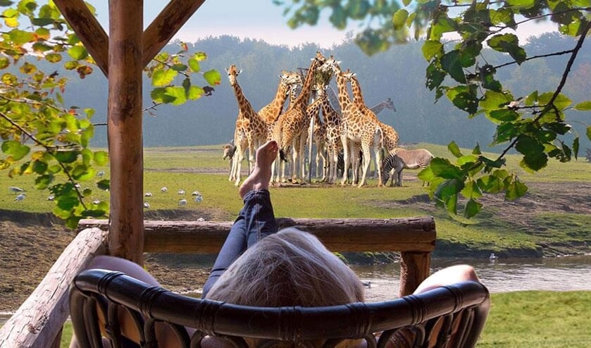 Stijlvol Overnachten In Een Lodge Op Safari Resort Beekse Bergen Ingezonden Mededeling