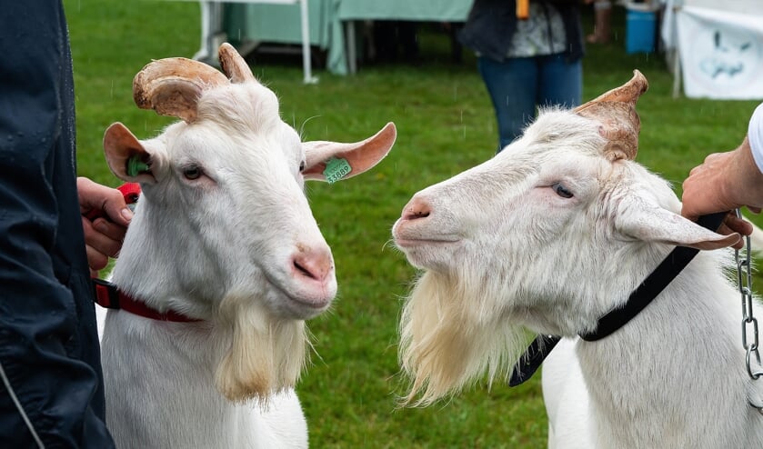 Bokkenkeuring in Lexmond
