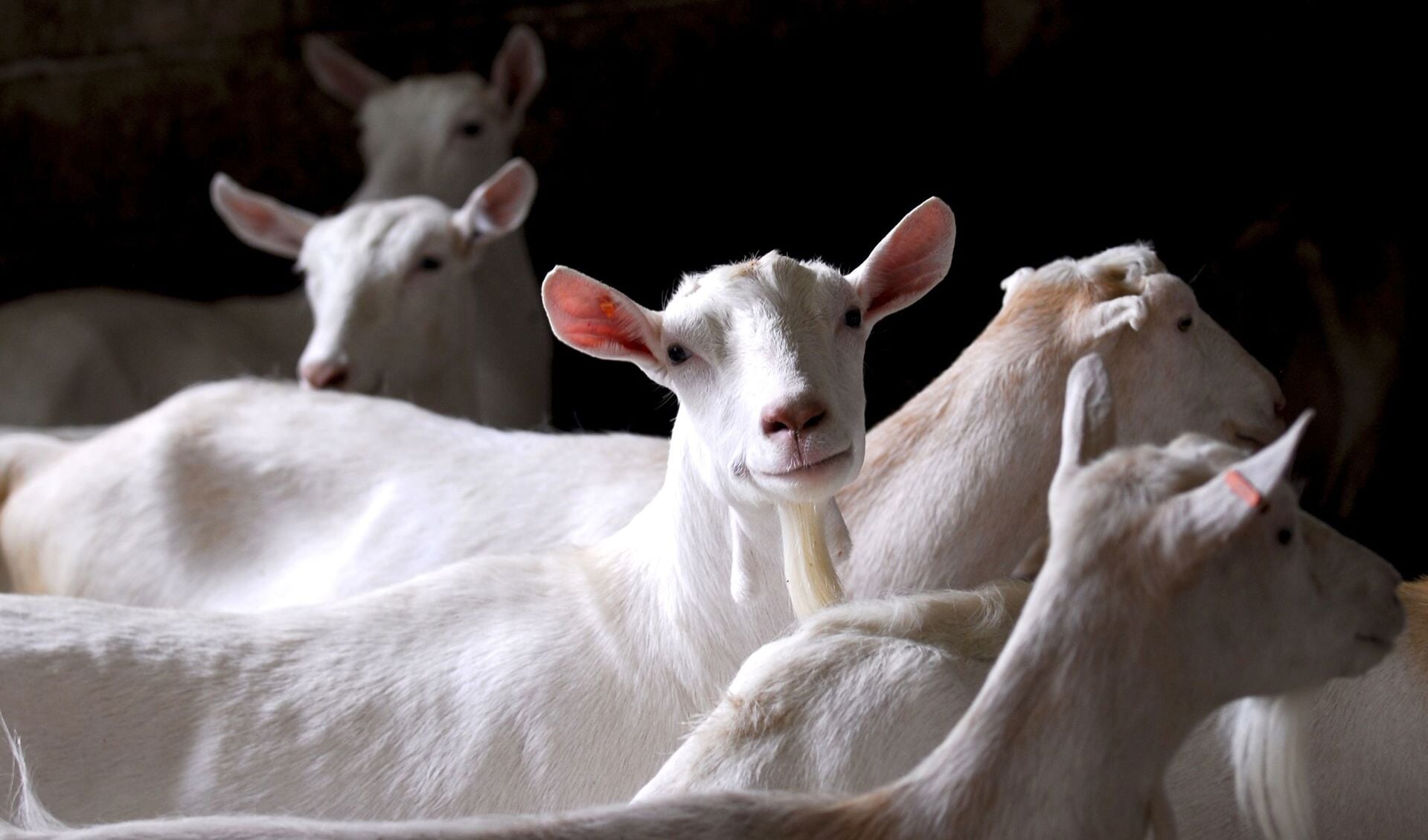 • Het RIVM concludeerde na onderzoek dat mensen in de omgeving van geitenboerderijen meer kans hebben op longontsteking.