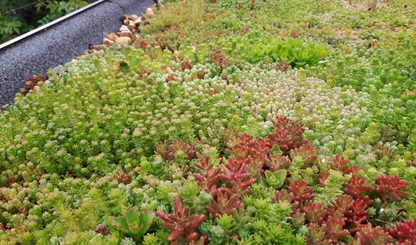 • Een groen dak zorgt onder andere voor betere isolatie.