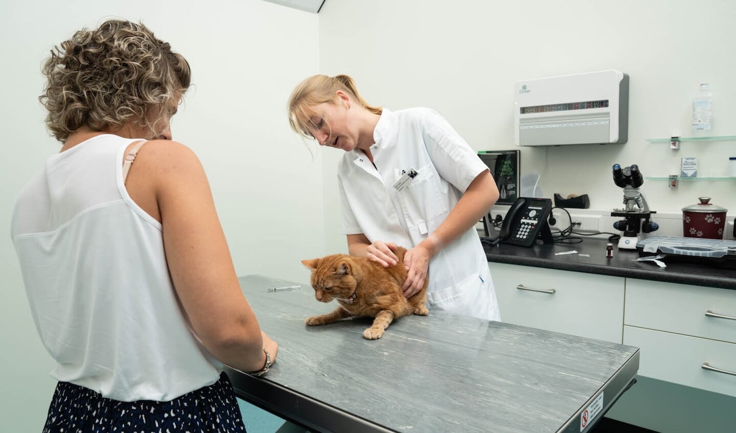 • Een kat wordt gerustgesteld voor een vaccinatie.