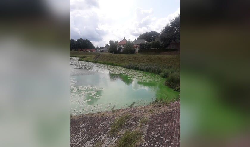 • Blauwalg in de oostgracht in Nieuwpoort.